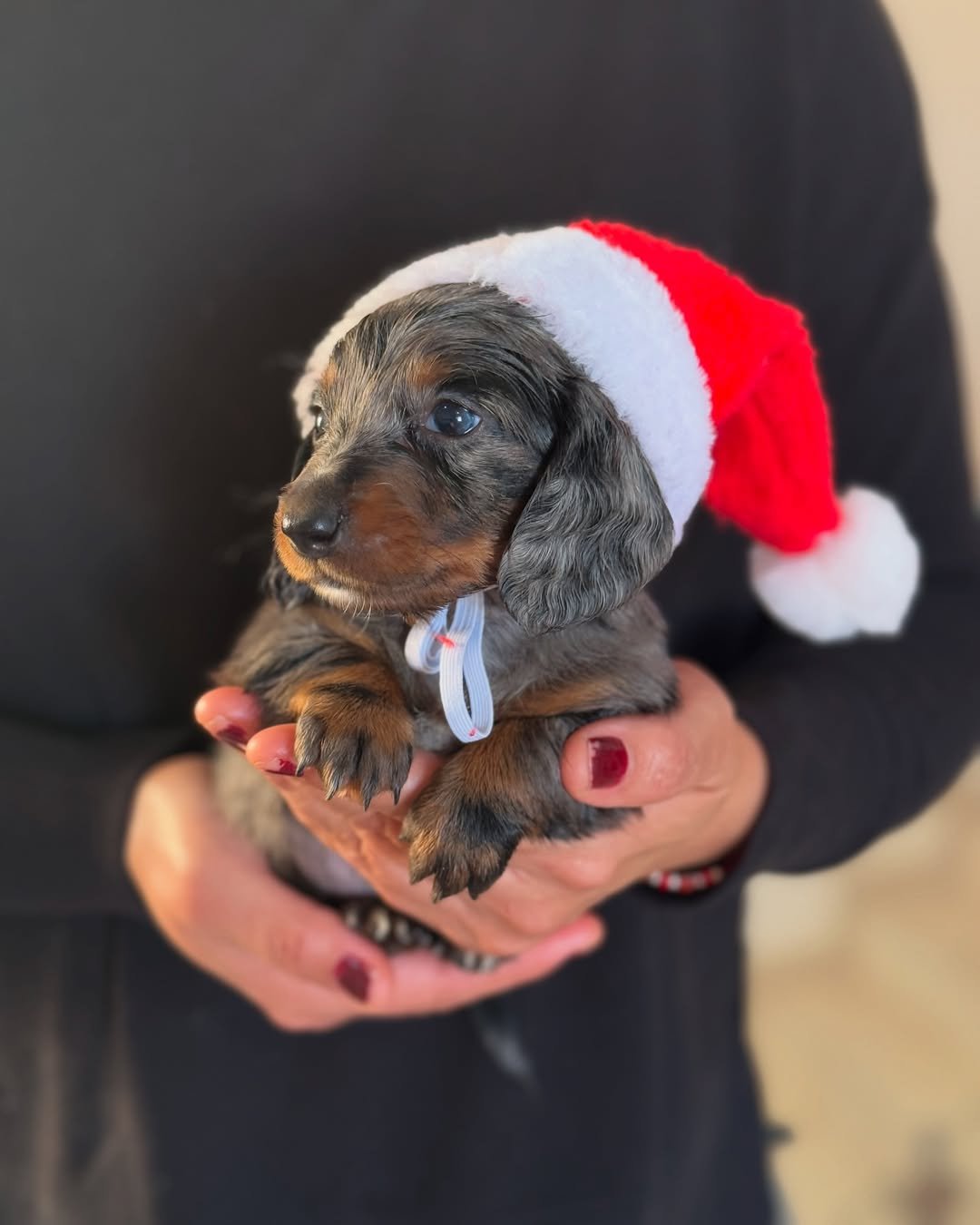 Jerry, a 2-week-old male Dachshund puppy, peacefully resting with his tan coat showing against a soft blanket.