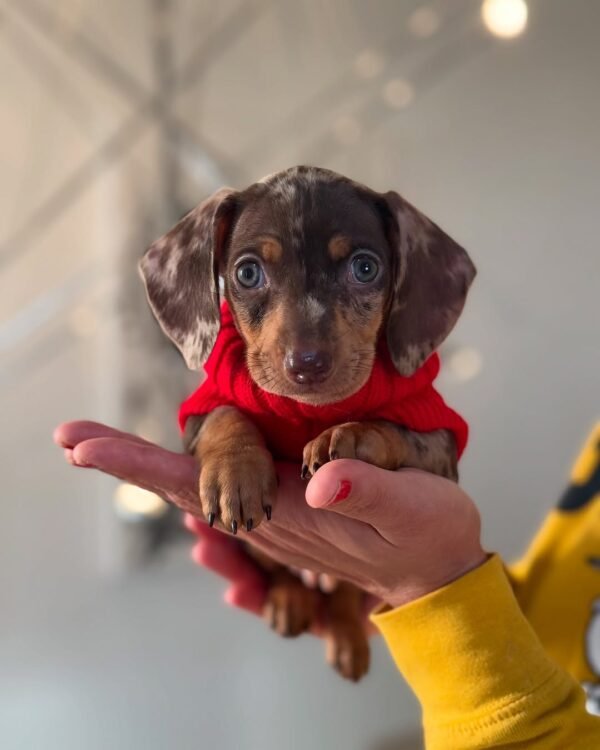 Melvis, a 2-week-old female Dachshund puppy with tan fur, sleeping peacefully on a soft pastel blanket.
