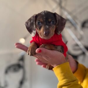 Melvis, a 2-week-old female Dachshund puppy with tan fur, sleeping peacefully on a soft pastel blanket.
