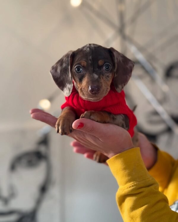 Melvis, a 2-week-old female Dachshund puppy with tan fur, sleeping peacefully on a soft pastel blanket.