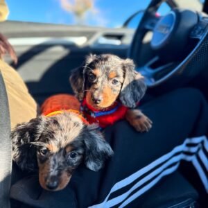 Jerry, a 2-week-old male Dachshund puppy, peacefully resting with his tan coat showing against a soft blanket.