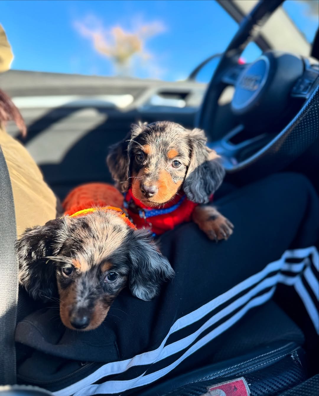 Jerry, a 2-week-old male Dachshund puppy, peacefully resting with his tan coat showing against a soft blanket.