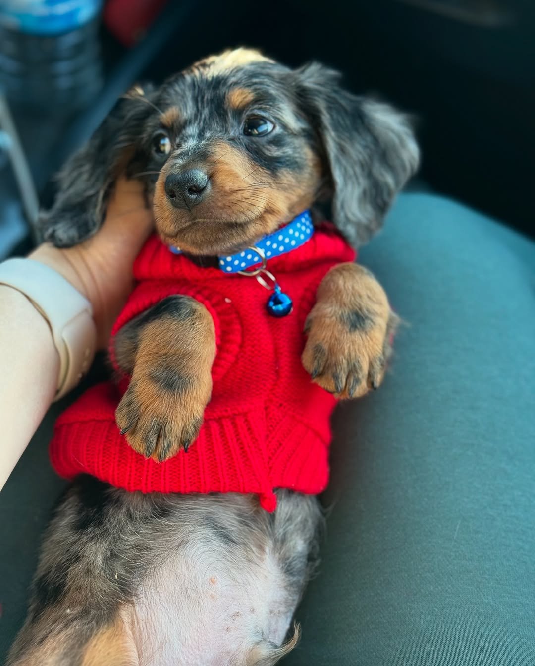 Jerry, a 2-week-old male Dachshund puppy, peacefully resting with his tan coat showing against a soft blanket.
