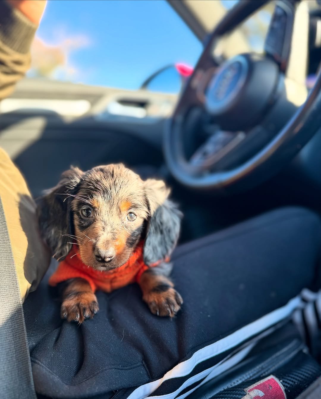 Jerry, a 2-week-old male Dachshund puppy, peacefully resting with his tan coat showing against a soft blanket.
