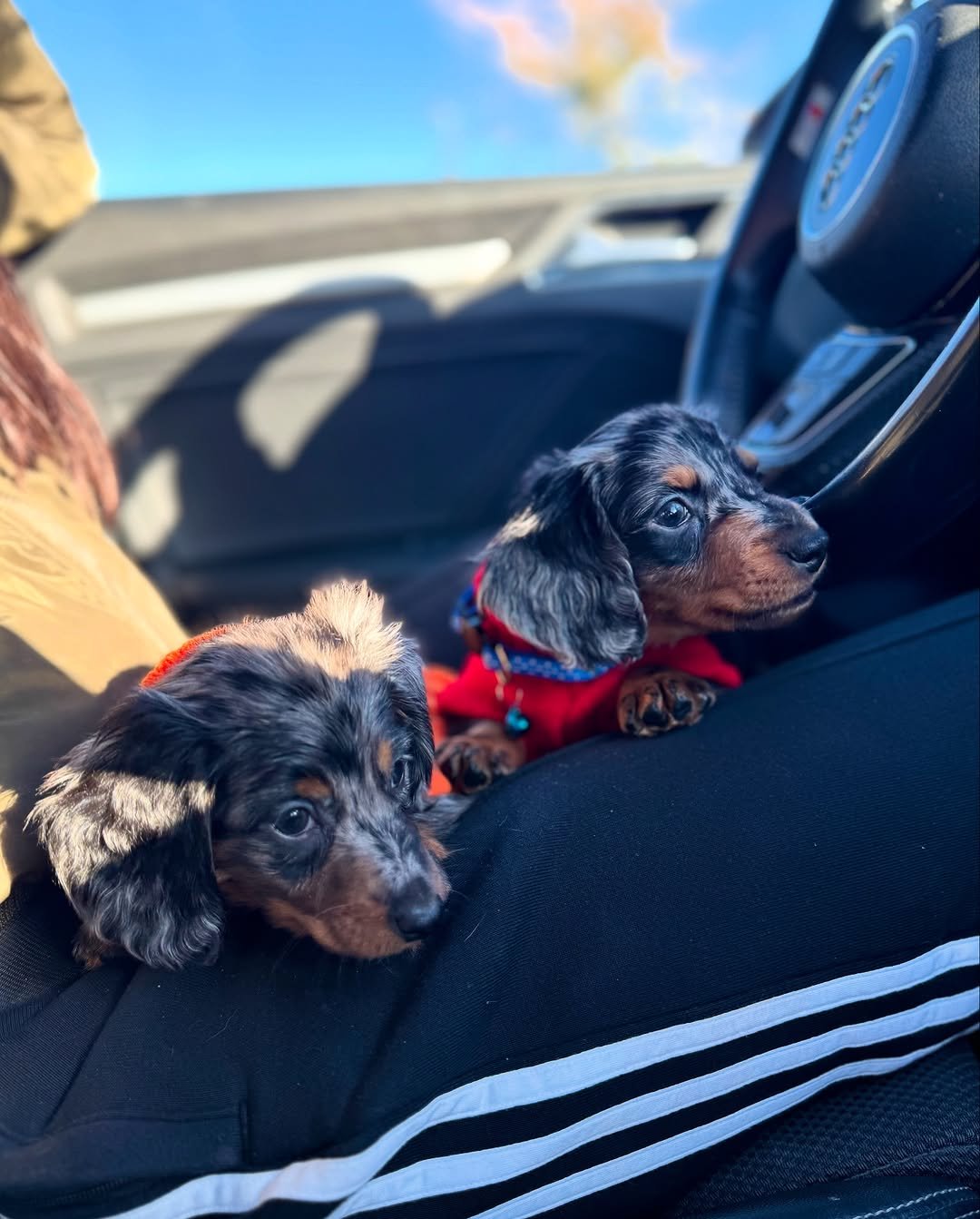 Jerry, a 2-week-old male Dachshund puppy, peacefully resting with his tan coat showing against a soft blanket.