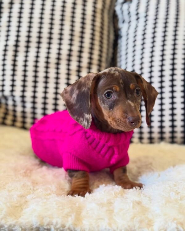 Melvis, a 2-week-old female Dachshund puppy with tan fur, sleeping peacefully on a soft pastel blanket.