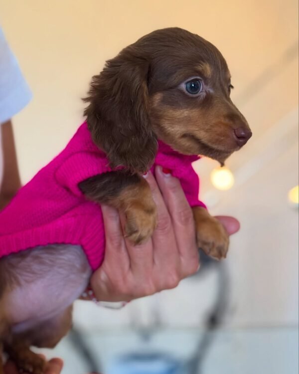 Fiona, a 2-week-old female Dachshund puppy with a soft tan coat, sleeping peacefully on a warm blanket.