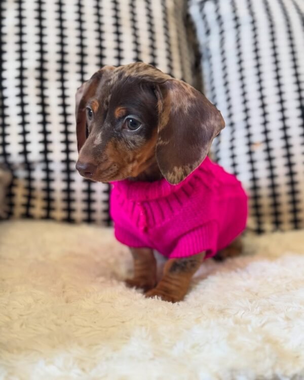 Melvis, a 2-week-old female Dachshund puppy with tan fur, sleeping peacefully on a soft pastel blanket.