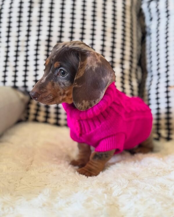 Melvis, a 2-week-old female Dachshund puppy with tan fur, sleeping peacefully on a soft pastel blanket.
