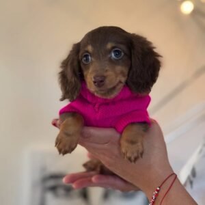Fiona, a 2-week-old female Dachshund puppy with a soft tan coat, sleeping peacefully on a warm blanket.