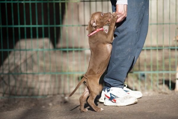 3-week-old American Pitbull Terrier puppy named Brown Sugar (Jacob), showcasing a playful and affectionate demeanor.