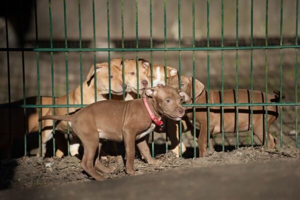 3-week-old American Pitbull Terrier puppy named Brown Sugar (Jacob), showcasing a playful and affectionate demeanor.