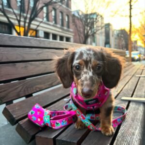 dachshund doxie
