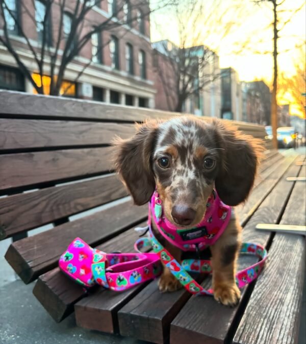 dachshund doxie