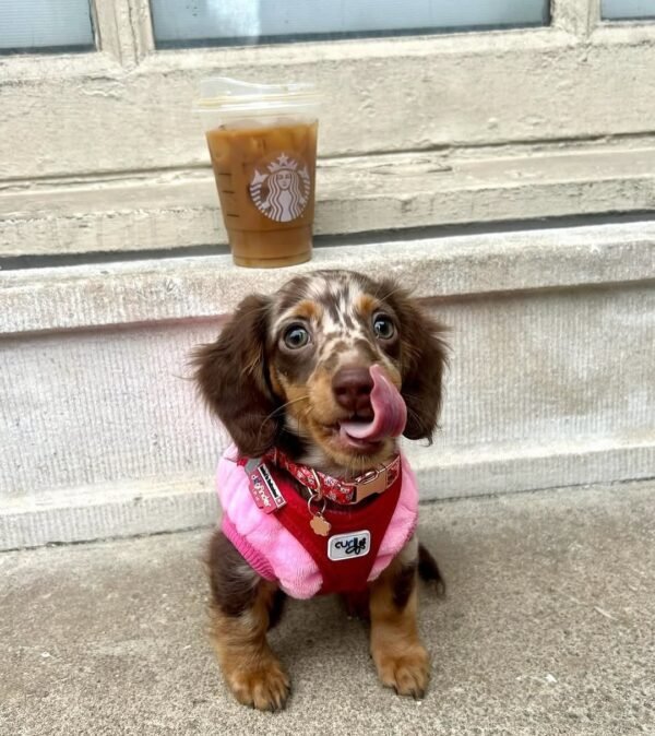 dachshund doxie