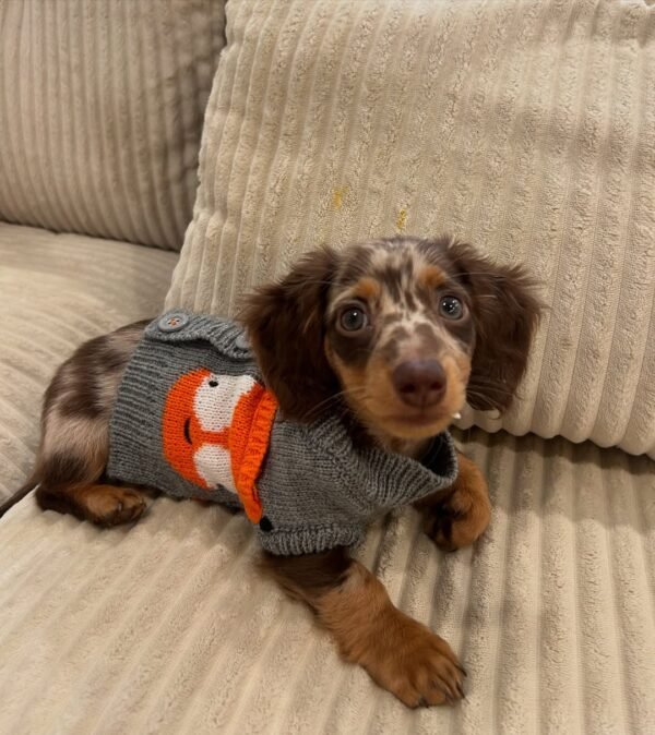 dachshund doxie