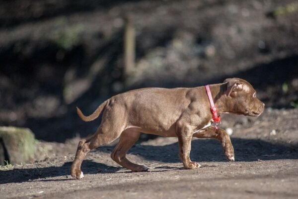 3-week-old American Pitbull Terrier puppy named Brown Sugar (Jacob), showcasing a playful and affectionate demeanor.