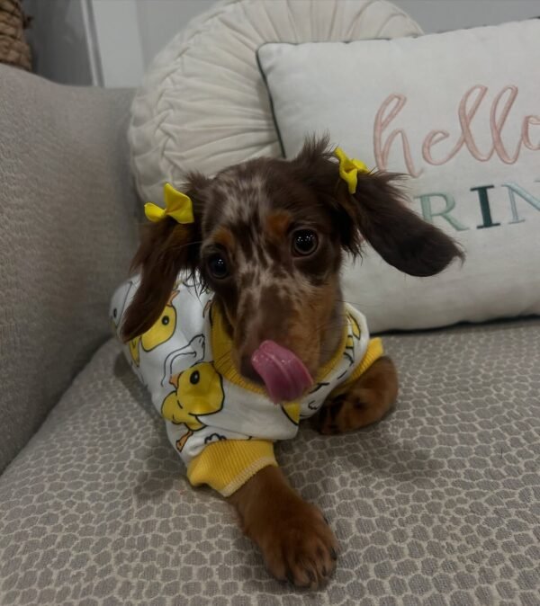 dachshund doxie