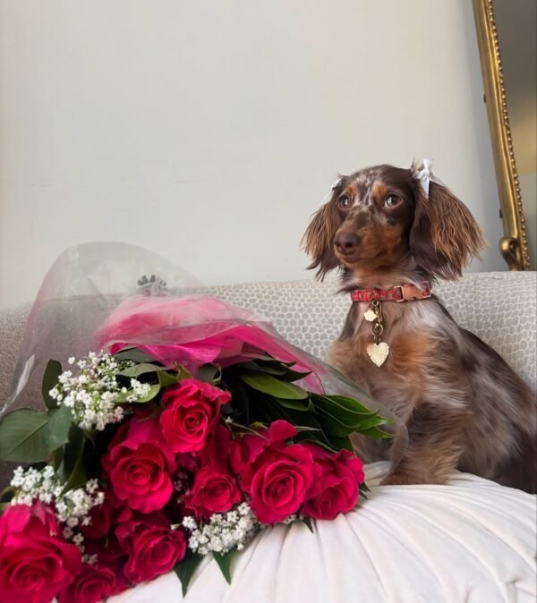 dachshund doxie