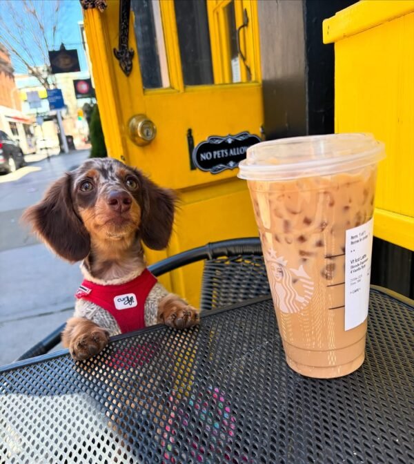 dachshund doxie
