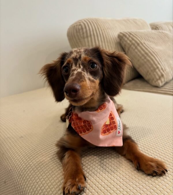 dachshund doxie