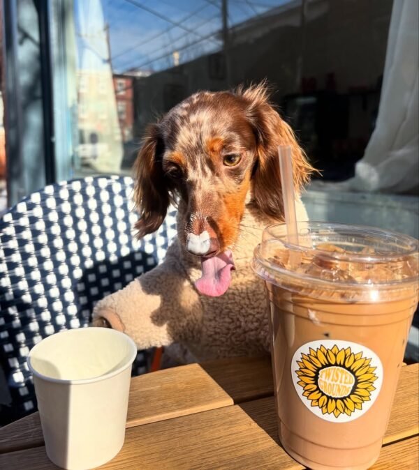 dachshund doxie