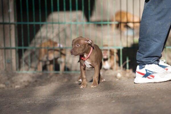 3-week-old American Pitbull Terrier puppy named Brown Sugar (Jacob), showcasing a playful and affectionate demeanor.