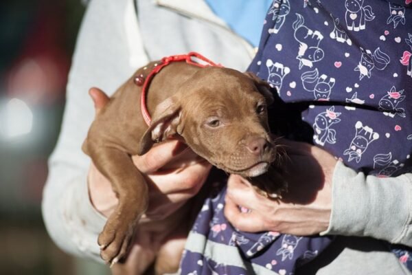 3-week-old American Pitbull Terrier puppy named Brown Sugar (Jacob), showcasing a playful and affectionate demeanor.