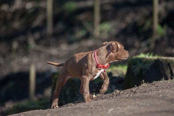 3-week-old American Pitbull Terrier puppy named Brown Sugar (Jacob), showcasing a playful and affectionate demeanor.