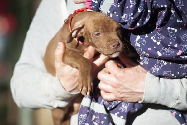 3-week-old American Pitbull Terrier puppy named Brown Sugar (Jacob), showcasing a playful and affectionate demeanor.