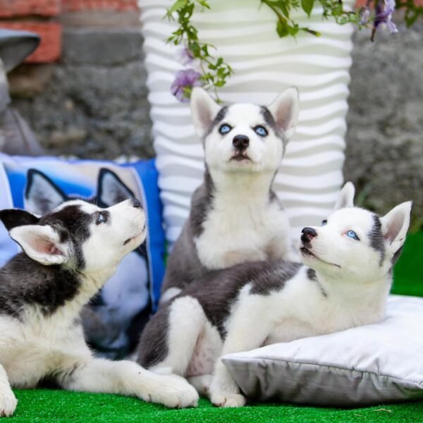 Prime, a 4-week-old male Siberian Husky puppy with a white and black coat, sitting on a grassy field.
