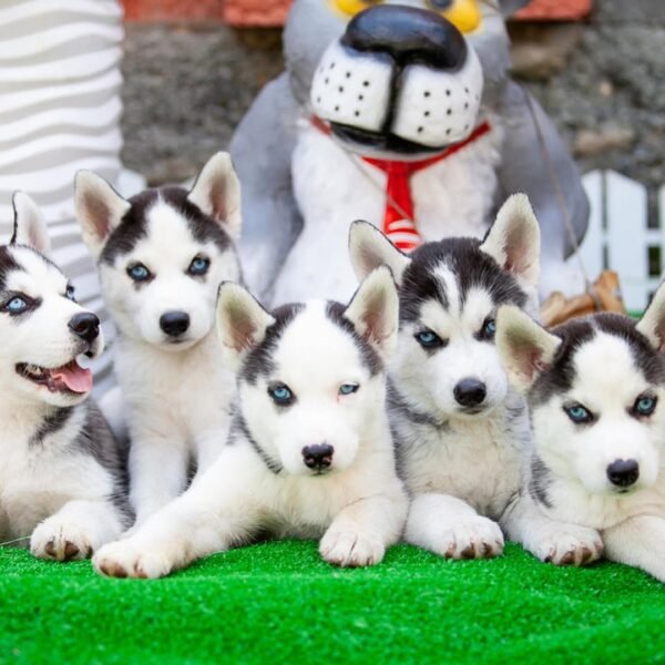 Prime, a 4-week-old male Siberian Husky puppy with a white and black coat, sitting on a grassy field.