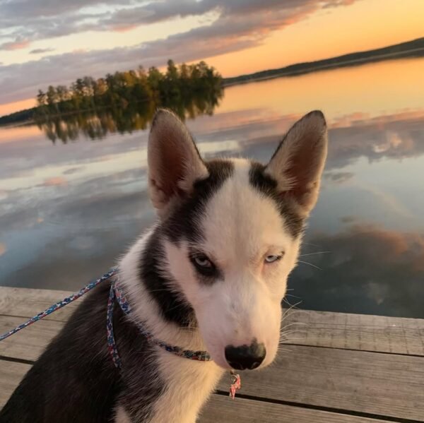 Kelvin, a 4-week-old male Siberian Husky puppy with a white and black coat, sitting on a grassy field.