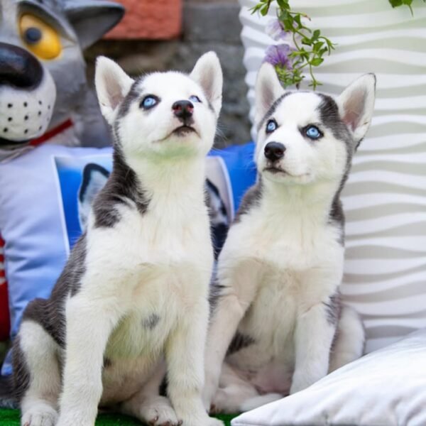 Prime, a 4-week-old male Siberian Husky puppy with a white and black coat, sitting on a grassy field.