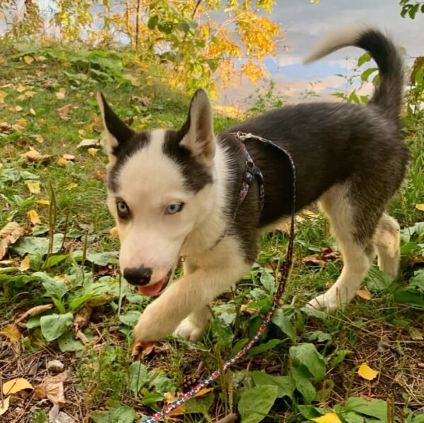Kelvin, a 4-week-old male Siberian Husky puppy with a white and black coat, sitting on a grassy field.