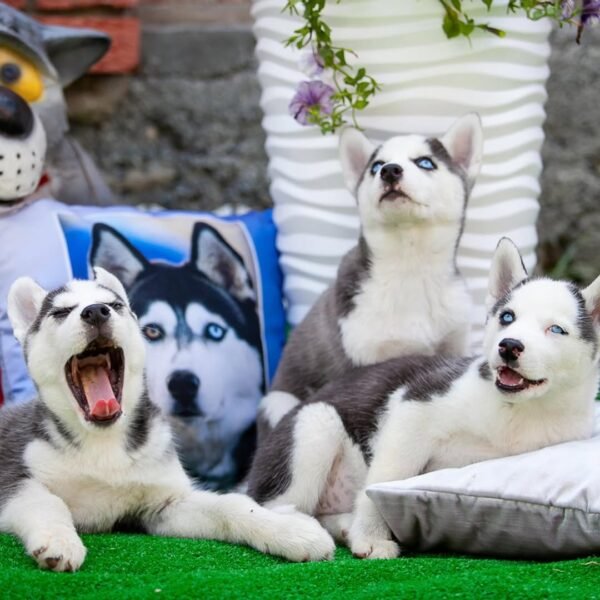 Prime, a 4-week-old male Siberian Husky puppy with a white and black coat, sitting on a grassy field.