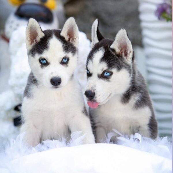 Prime, a 4-week-old male Siberian Husky puppy with a white and black coat, sitting on a grassy field.