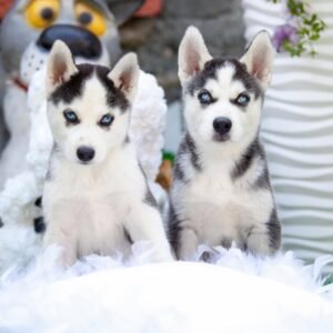 Prime, a 4-week-old male Siberian Husky puppy with a white and black coat, sitting on a grassy field.
