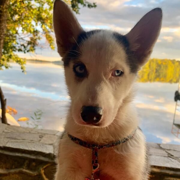 Kelvin, a 4-week-old male Siberian Husky puppy with a white and black coat, sitting on a grassy field.