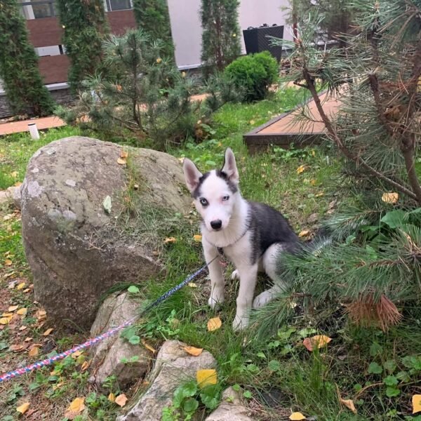 Kelvin, a 4-week-old male Siberian Husky puppy with a white and black coat, sitting on a grassy field.