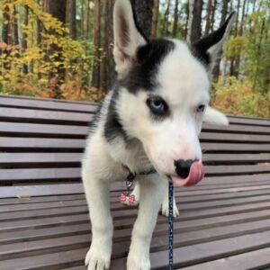 Kelvin, a 4-week-old male Siberian Husky puppy with a white and black coat, sitting on a grassy field.