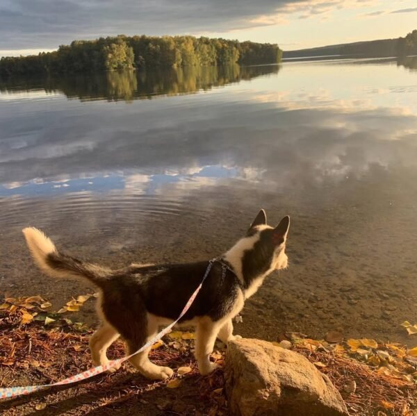 Kelvin, a 4-week-old male Siberian Husky puppy with a white and black coat, sitting on a grassy field.