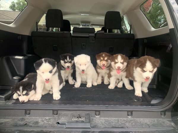 8-week-old male Husky puppy named Larry with a white and black coat.