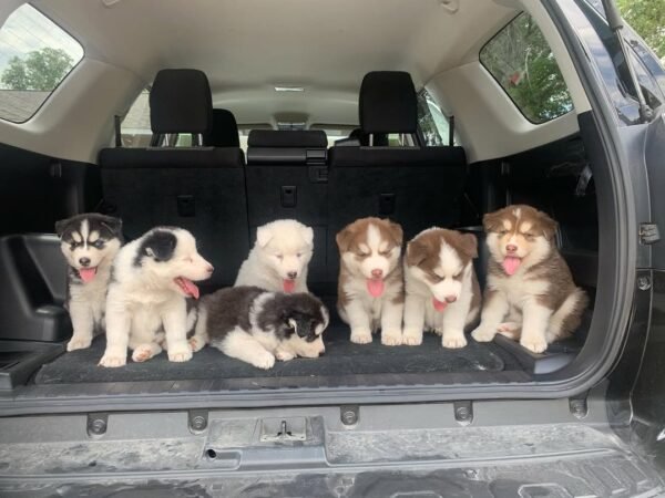 8-week-old male Husky puppy named Larry with a white and black coat.