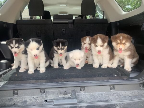 8-week-old male Husky puppy named Larry with a white and black coat.