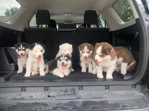 8-week-old male Husky puppy named Larry with a white and black coat.