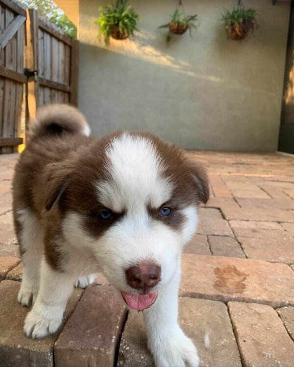 8-week-old male Husky puppy named Jordan with a white and brown coat.
