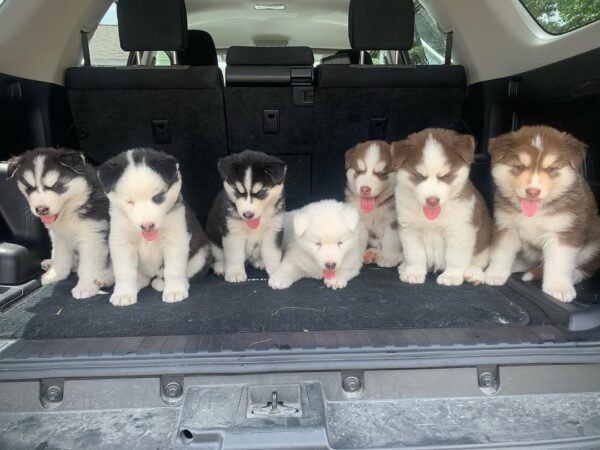 8-week-old male Husky puppy named Larry with a white and black coat.