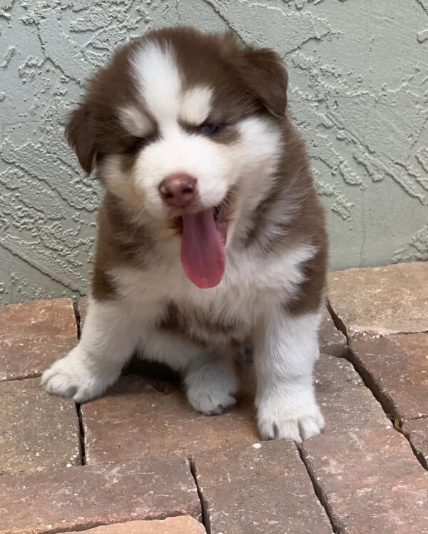 8-week-old male Husky puppy named Jordan with a white and brown coat.