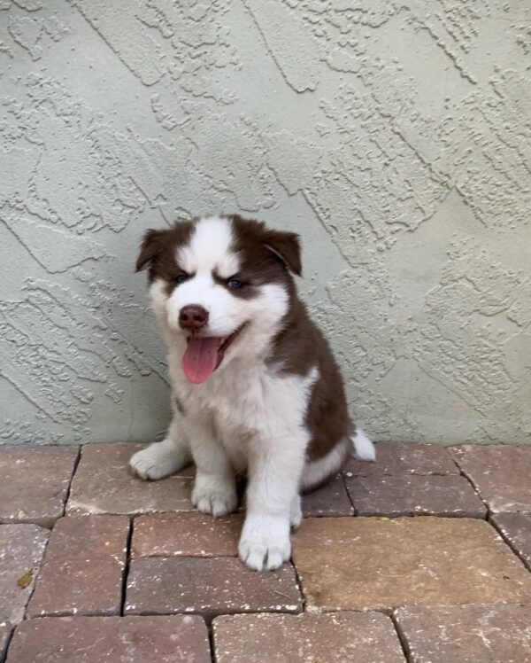 8-week-old male Husky puppy named Jordan with a white and brown coat.